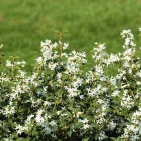 Înflorirea de primăvară a plantei Osmanthus x burkwoodii.