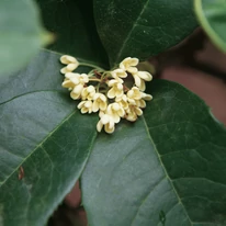 Osmanthus la începutul înfloririi, primăvara. 