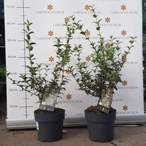 Osmanthus x burkwoodii în pepiniera noastră la sfârșitul lunii octombrie. 