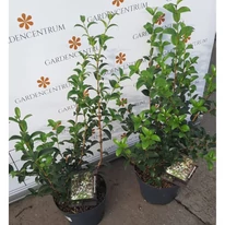 Osmanthus x burkwoodii decorează cu frunziș veșnic verde.