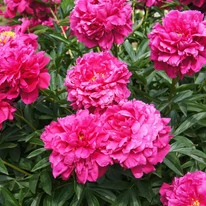 Tufa înflorită de Paeonia lactiflora Kansas.