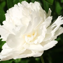 Paeonia lactiflora Lancaster Imperial - Bujor alb