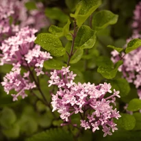 Florile parfumate violet deschis emană un parfum îmbătător atunci când înfloresc.