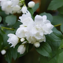 Florile iasomiei de grădină.