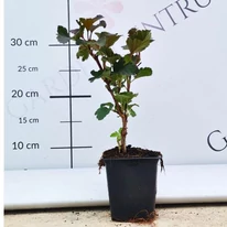 Dimensiunea și aspectul unui Physocarpus opulifolius Diabolo în ghiveci de 9 cm, în pepiniera noastră.