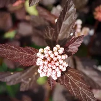 Physocarpus opulifolius Diabolo la începutul înfloririi. 