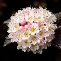 Inflorescența deosebit de frumoasă a arbustului Physocarpus opulifolius Diabolo. 