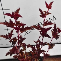 Frunzișul colorat al plantei Physocarpus opulifolius.