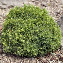 Aspectul molidului pitic globular Alberta Globe în perioada juvelină.