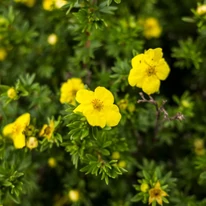 Potentilla este un arbust ornamental ușor de cultivat.