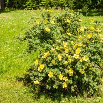 Potentilla este un arbust rezistent la secetă, cu înflorire de vară.