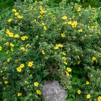 Potentilla formează un arbust de talie medie.