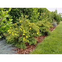 Potentilla fruticosa plantat într-un strat. 