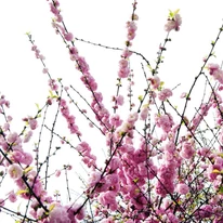 Aspectul florilor roz duble ale cireșului japonez.