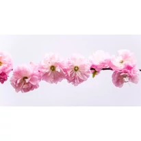 Florile cireșului japonez acoperă complet ramurile goale de primăvară.