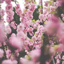 Florile duble ale Prunus triloba înfloresc pe toată lungimea ramurilor, chiar înainte de apariția frunzelor.