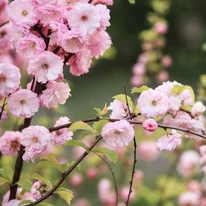 Spectacolul floral timpuriu al Prunus triloba.