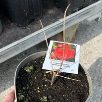 Rodiu ornamental Maxima Rubra în primăvară, în centrul nostru de grădinărit.