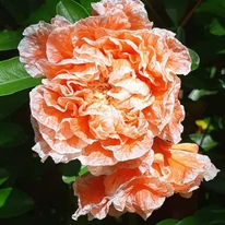Floarea rodiului ornamental. 