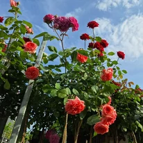 Trandafirii noștri crescute pe trunchi înalt în plină floare în luna mai.