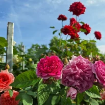 Plantele noastre de trandafir cu trunchi înalt, disponibile în multe culori.