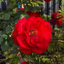Floare roșie de trandafir crescut pe trunchi.