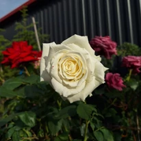 Floare albă de trandafir crescut pe trunchi în luna mai. 