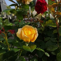 Floare galbenă de trandafir crescut pe trunchi în pepiniera noastră. 
