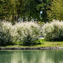 Salix integra Hakuro-Nishiki poate fi plantată la marginea apei. 