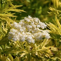 Sambucus nigra Golden Tower K3 - Soc