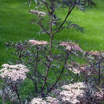 Florile socului negru cu flori roz. 