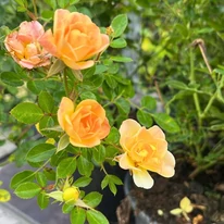 Înflorirea trandafirului acoperitor de sol galben în pepiniera noastră. 