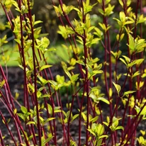 Cornus alba Gouchaultii dezvoltă ramuri verticale, de un roșu intens.