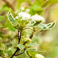 Florile albe în formă de umbrelă, frunzele variegate și lăstarii roșii ale Cornus alba Gouchaultii.