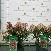 Skimmia japonica Rubella - Liliac japonez
