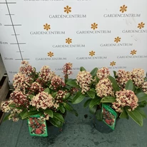 Skimmia japonica Rubella - Liliac japonez