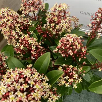 Florile de Skimmia sunt parfumate. 