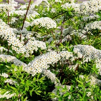 Spiraea cinerea Grefsheim K2 - Cununiță cu flori albe