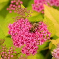 Spiraea japonica Goldflame K2 - Cununiță japoneză