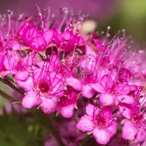 Spiraea japonica Crispa înflorită. 