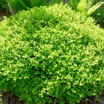 Arbustul cununiței Shirobana este dens și de un verde vibrant. 