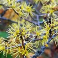 Florile galbene ale arbustului Hamamelis intermedia.