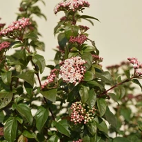 Viburnum Tinus K4 - Călin de iarnă