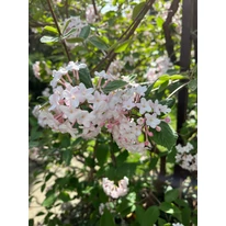 Flori de Viburnum carlcephalum.