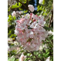 Flori minunate de Viburnum carlcephalum primăvara.