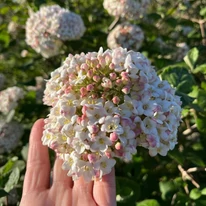 Flori dense de Viburnum carlcephalum.
