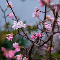 Înflorirea timpurie și ramificația arbustului decorativ Viburnum bodnantense Charles Lamont.