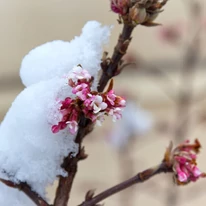 Viburnum este unul dintre vestitorii primăverii, putând înflori chiar de la sfârșitul lunii februarie cu flori parfumate.