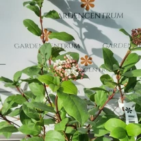 Călinul de iarnă în luna octombrie, la începutul înfloririi. 