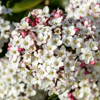 Viburnum x burkwoodii are inflorescențe minunate sferice. 